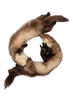 Plush Brown  Sable Fur Scarf - Elegant Winter Wrap